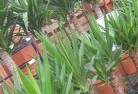 Gardenvaleplant-nursery-10.jpg; ?>